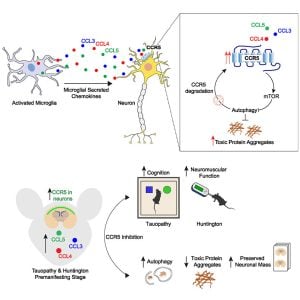 cleansing mechanism of the nuerons and HIV drug work to help prevent dementia